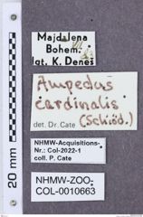 Etikette zu Ampedus cardinalis (NHMW-ZOO-COL-0010663)